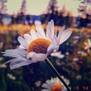 Meet your Posher, Samee